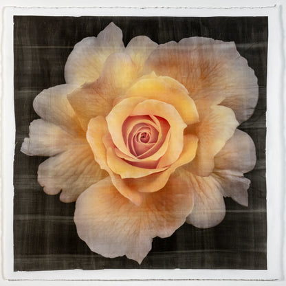 Fine art photographic Handmade Print of Yellow Rose 2 with scalloped outer petals and circular center petals - gold mica shimmer on cotton paper-Square mode -black background -jamie buzil photography