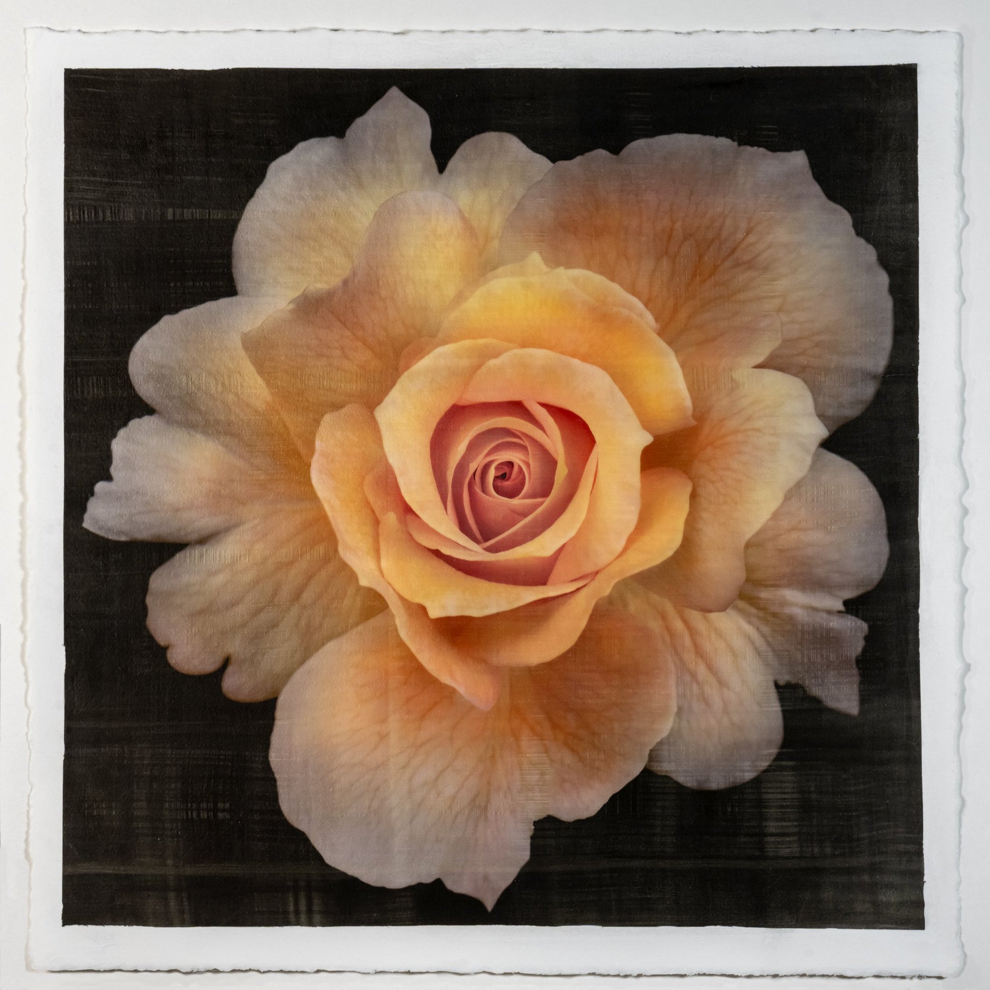 Fine art photographic Handmade Print of Yellow Rose 2 with scalloped outer petals and circular center petals - gold mica shimmer on cotton paper-Square mode -black background -jamie buzil photography