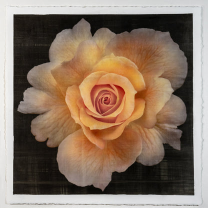 Fine art photographic Handmade Print of Yellow Rose 2 with scalloped outer petals and circular center petals - gold mica shimmer on cotton paper-Square mode -black background -jamie buzil photography