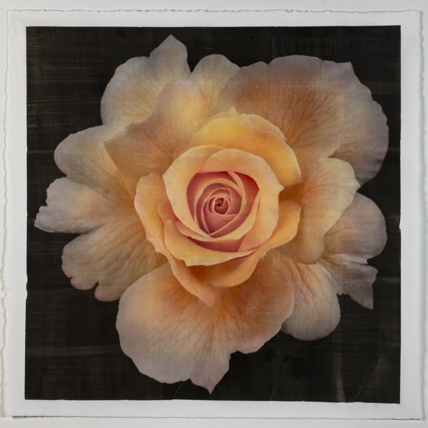 Fine art photographic Handmade Print of Yellow Rose 2 with scalloped outer petals and circular center petals - gold mica shimmer on cotton paper-Square mode -black background -jamie buzil photography