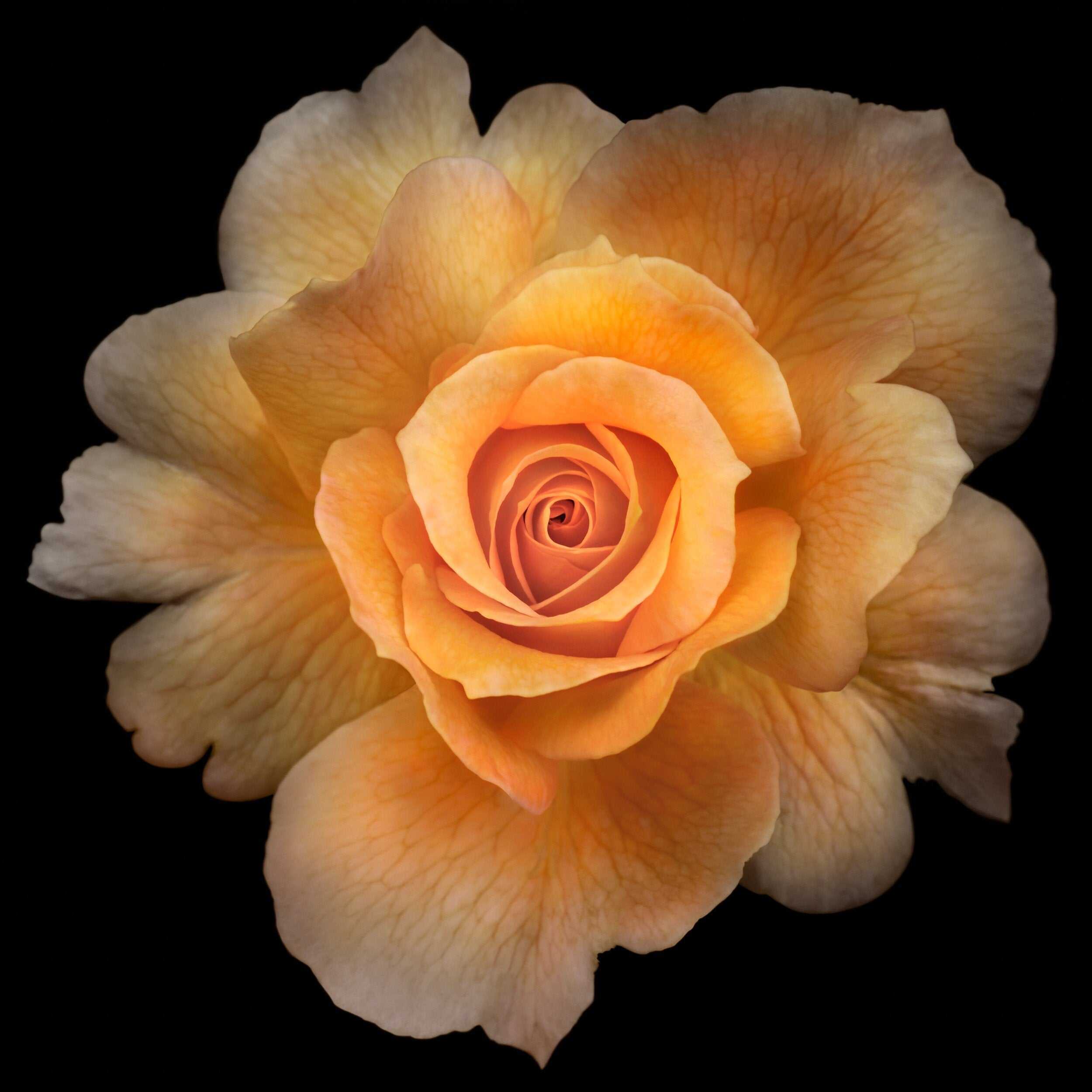 Fine art yellow rose- museum quality giclee print - jamie buzil photography