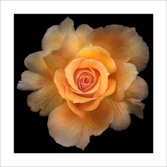 Fine art yellow rose - museum quality giclee print - jamie buzil photography