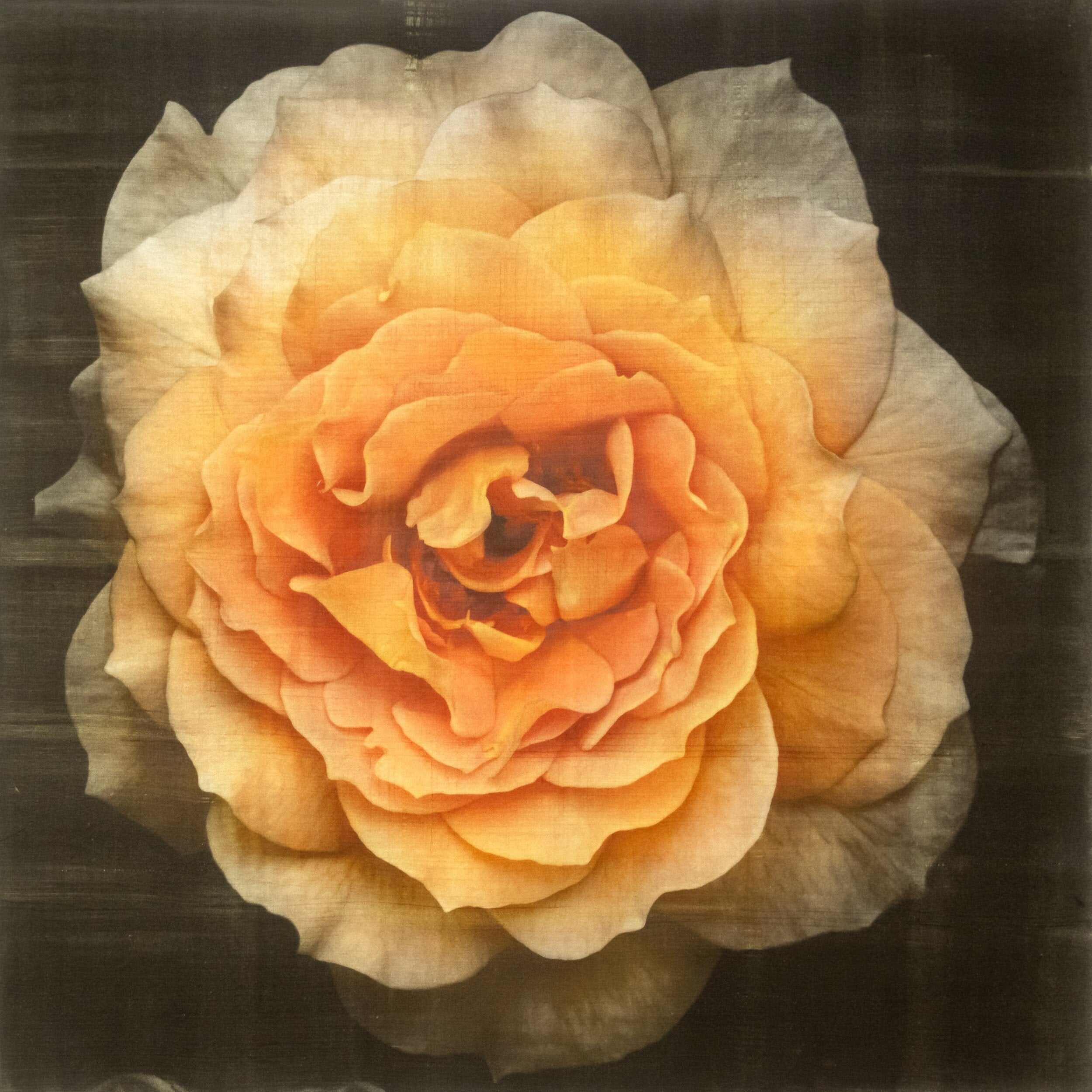 Fine art yellow rose 3 fine art handmade print of double blooming yellow flower on cotton paper - Square mode on black - jamie buzil photography