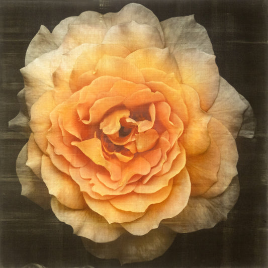 Fine art yellow rose 3 fine art handmade print of double blooming yellow flower on cotton paper - Square mode on black - jamie buzil photography
