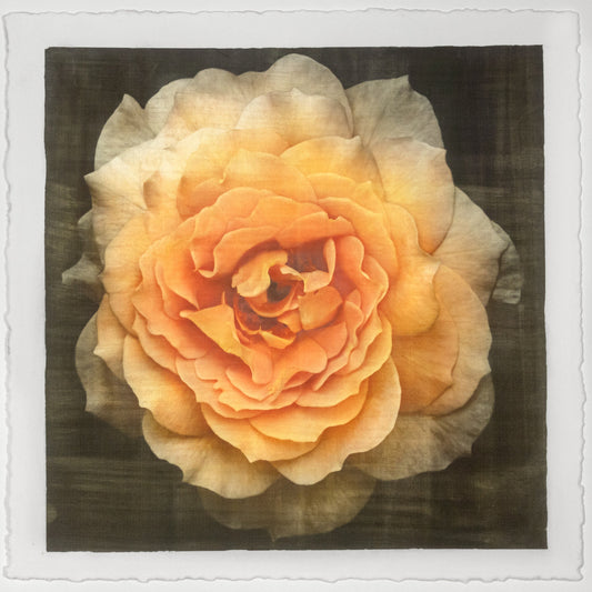 Fine art yellow rose 3 fine art handmade print of double blooming yellow flower on cotton paper - Square mode on black - jamie buzil photography