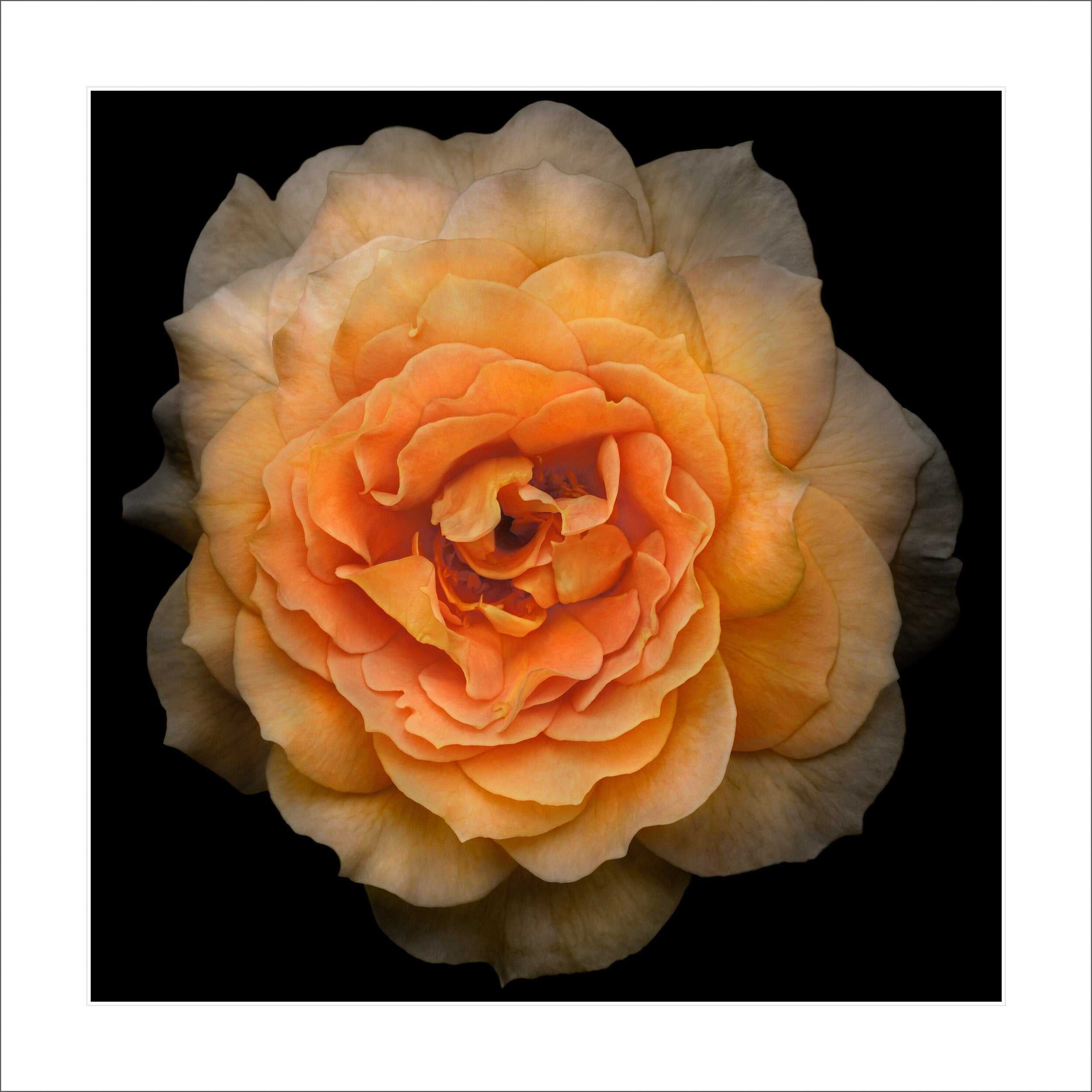 Fine art yellow rose - museum quality giclee print - jamie buzil photography