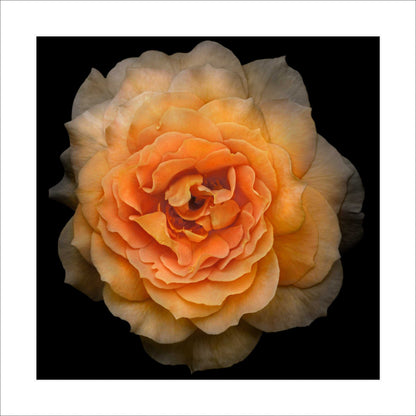 Fine art yellow rose - museum quality giclee print - jamie buzil photography