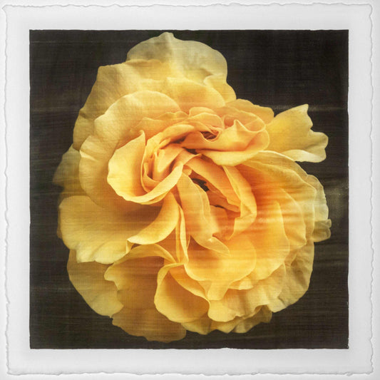 Fine art yellow rose emulsion print-jamie buzil