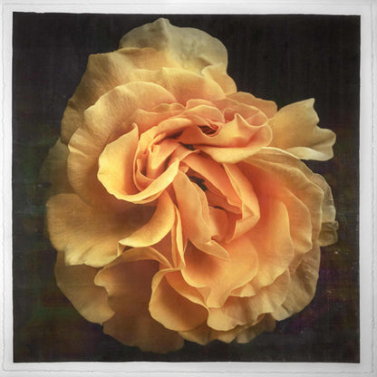 Fine art yellow rose emulsion print-jamie buzil