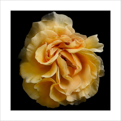 Fine art yellow rose - museum quality giclee print - jamie buzil photography