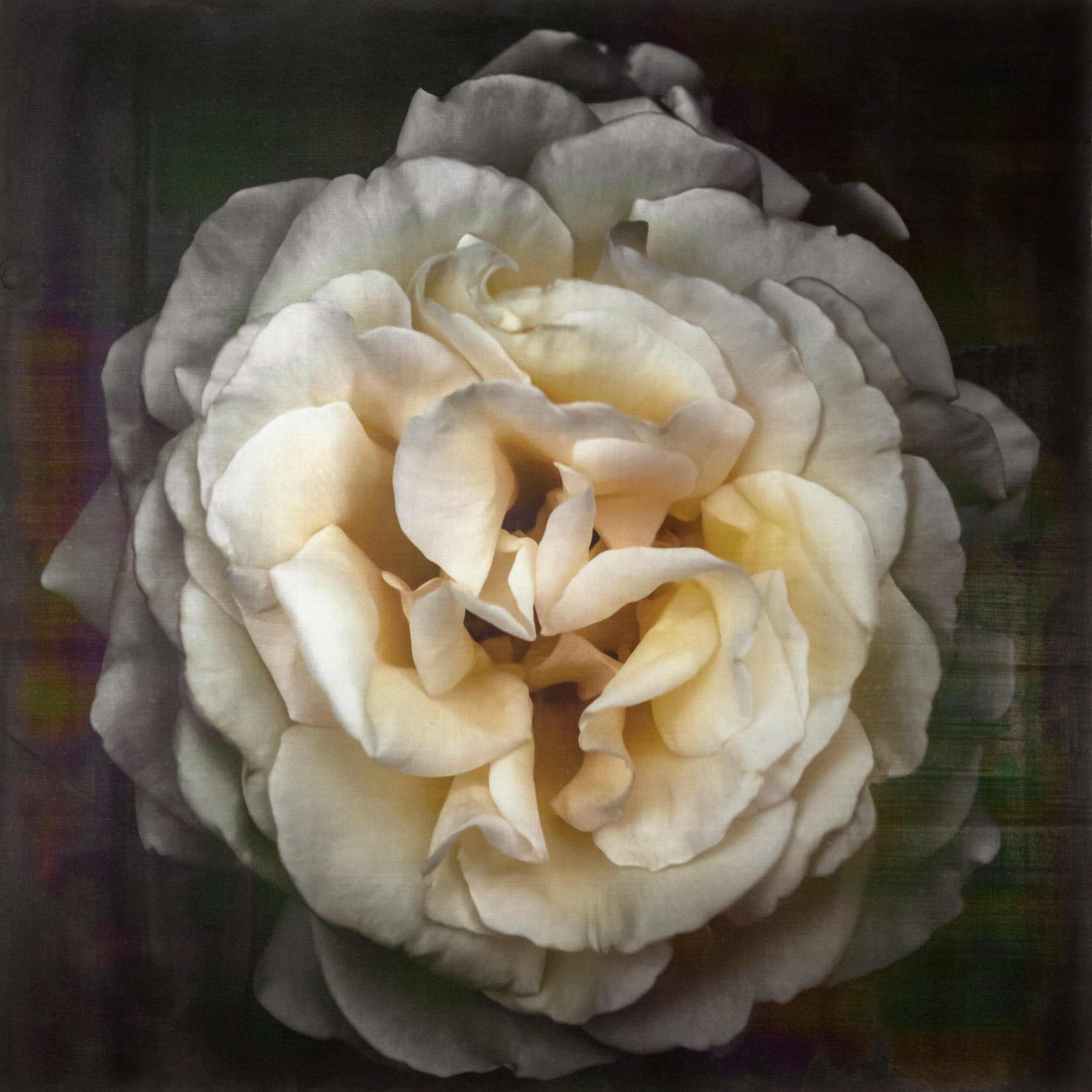 Yellow Rose emulsion lift fine art print with gold and pearl mica on cotton paper showing textured yellow flower petals - jamie buzil
