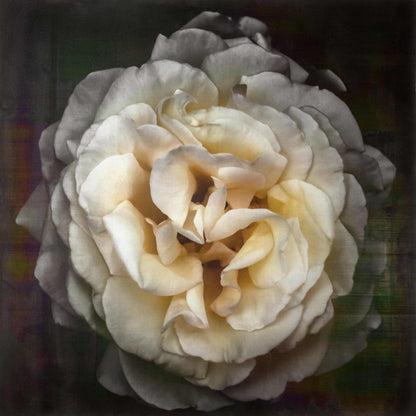 Yellow Rose emulsion lift fine art print with gold and pearl mica on cotton paper showing textured yellow flower petals - jamie buzil