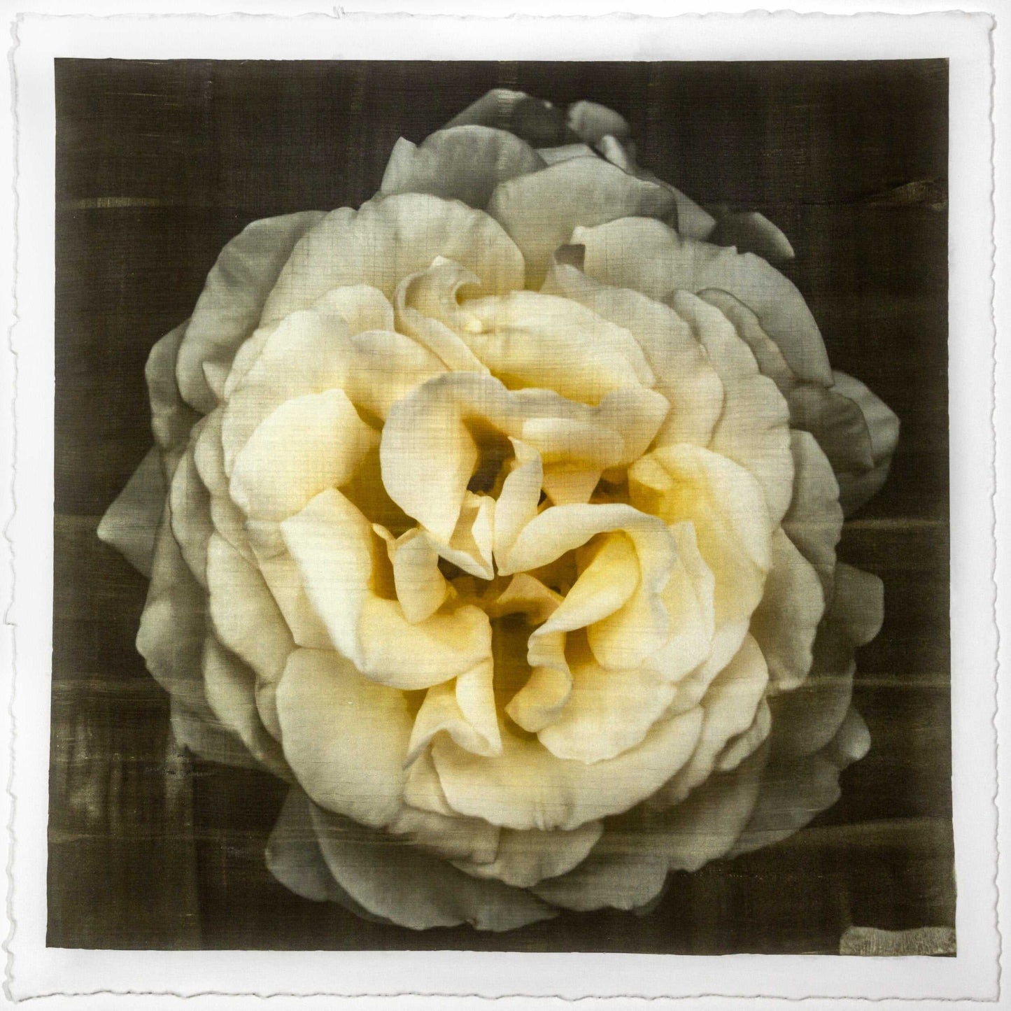 Yellow Rose emulsion lift fine art print with gold and pearl mica on cotton paper showing textured yellow flower petals - jamie buzil