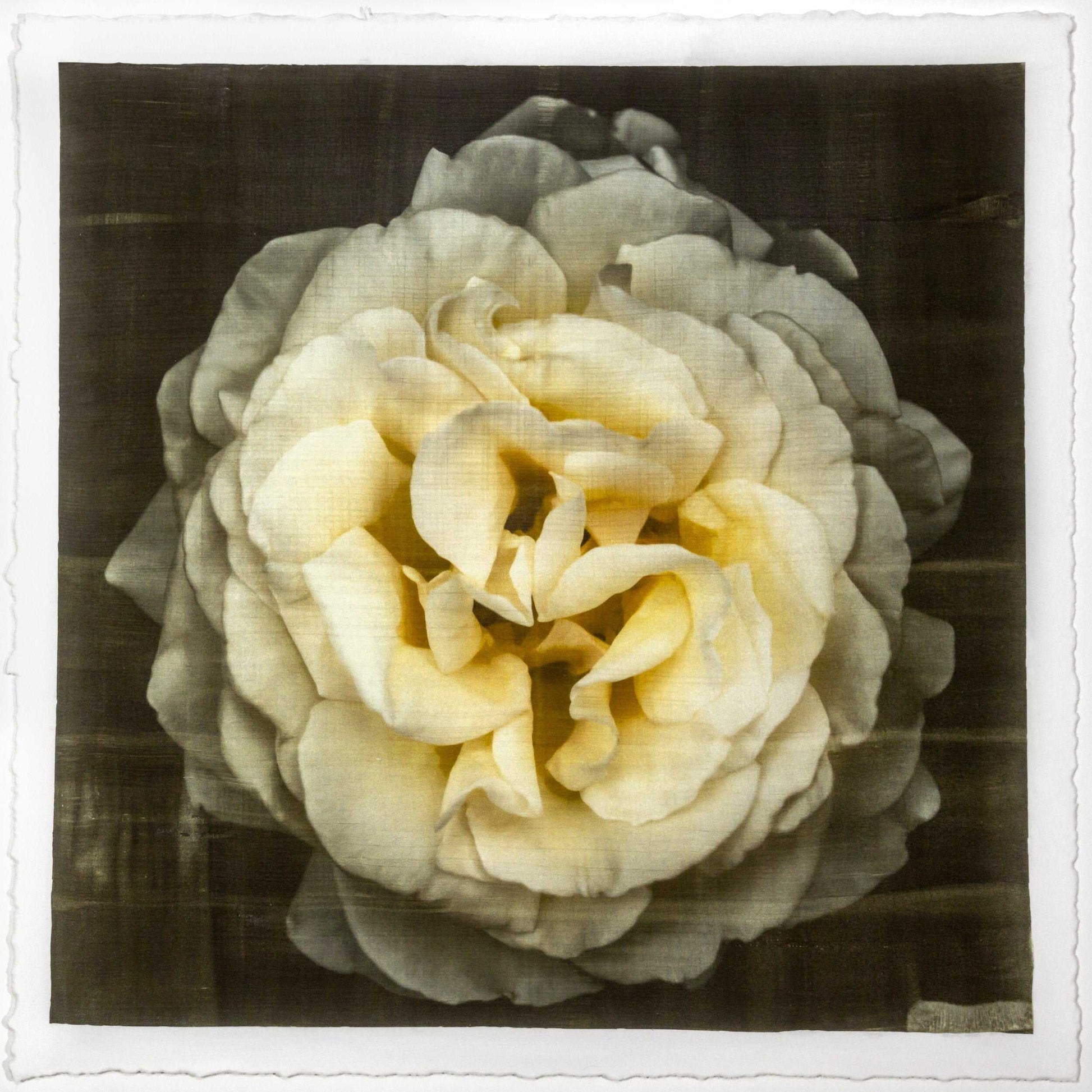 Yellow Rose emulsion lift fine art print with gold and pearl mica on cotton paper showing textured yellow flower petals - jamie buzil