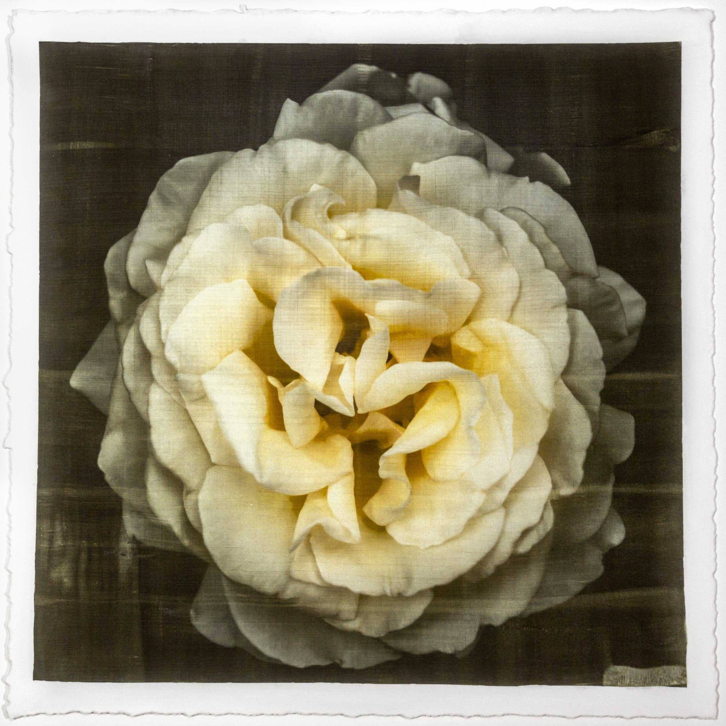 Yellow Rose emulsion lift fine art print with gold and pearl mica on cotton paper showing textured yellow flower petals - jamie buzil