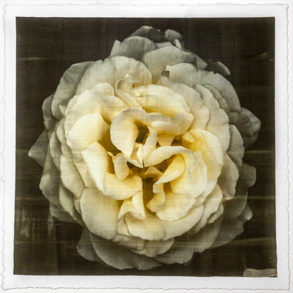 Yellow Rose emulsion lift fine art print with gold and pearl mica on cotton paper showing textured yellow flower petals - jamie buzil