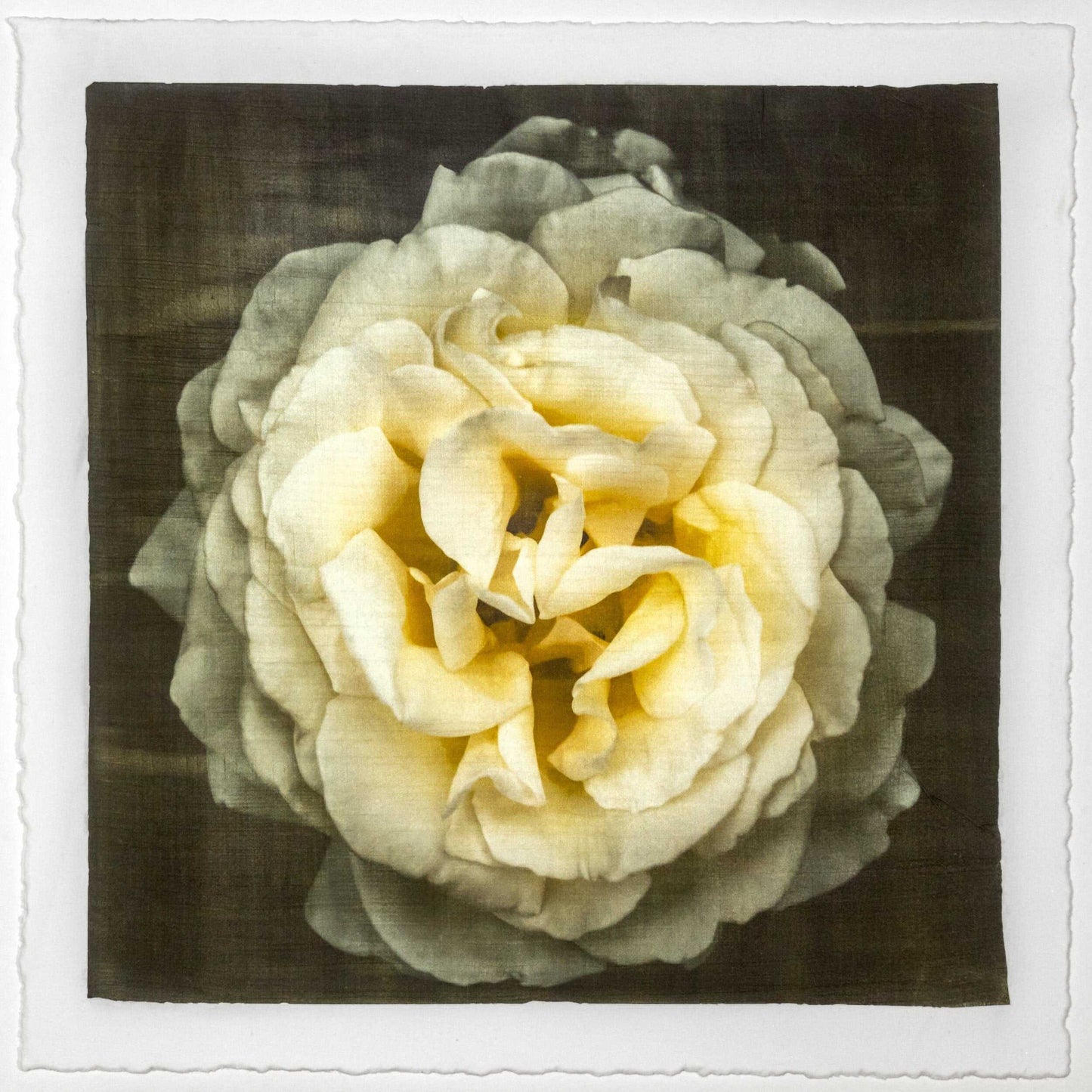 Yellow Rose emulsion lift fine art print with gold and pearl mica on cotton paper showing textured yellow flower petals - jamie buzil