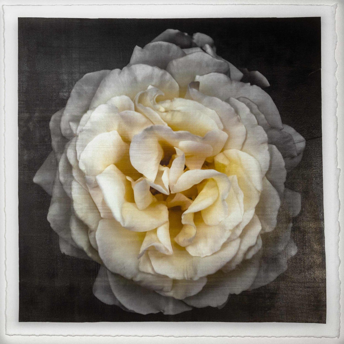 Yellow Rose emulsion lift fine art print with gold and pearl mica on cotton paper showing textured yellow flower petals - jamie buzil
