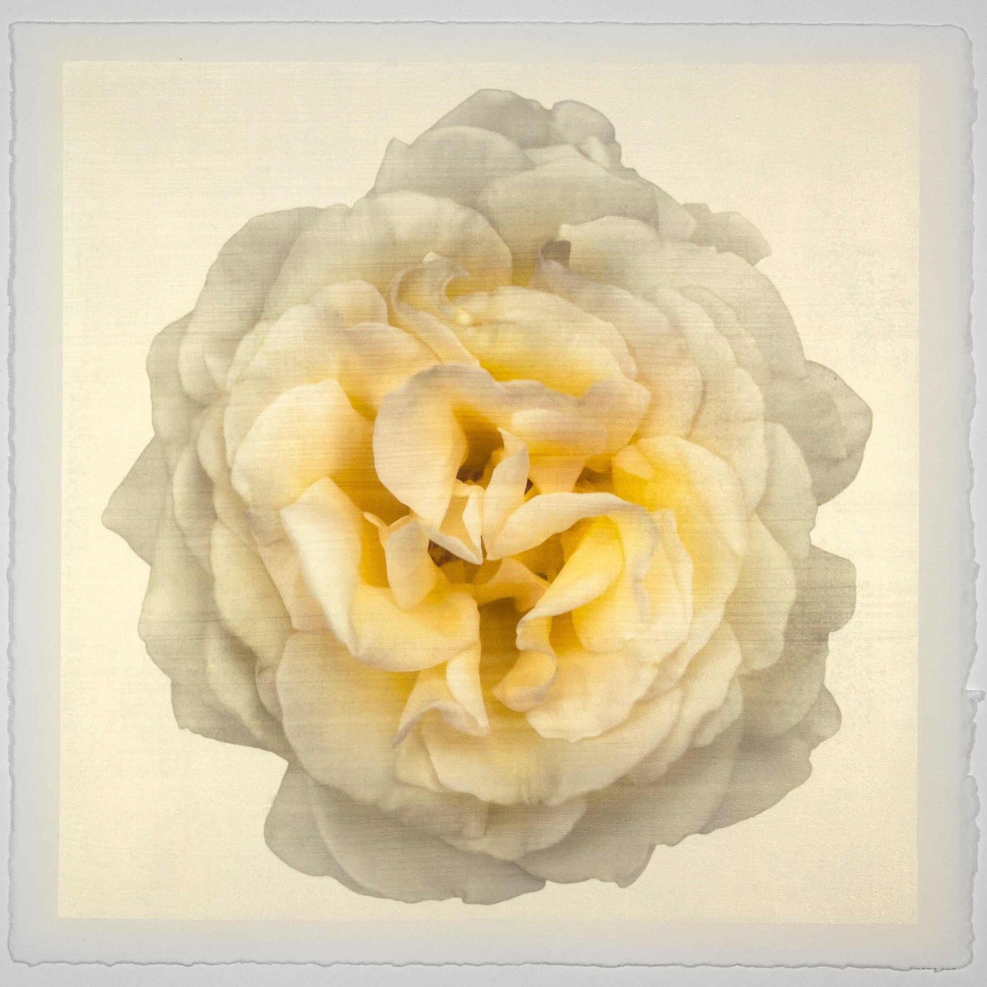 Fine-art-flower-yellow-rose-orginal-emulsion-print-jamie-buzil
