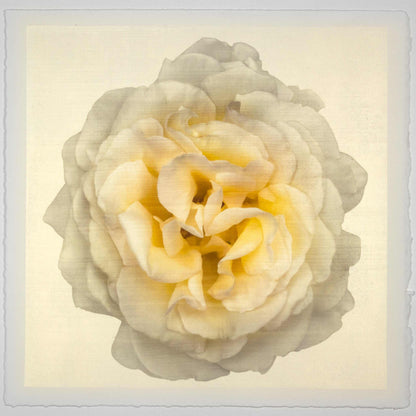 Fine-art-flower-yellow-rose-orginal-emulsion-print-jamie-buzil
