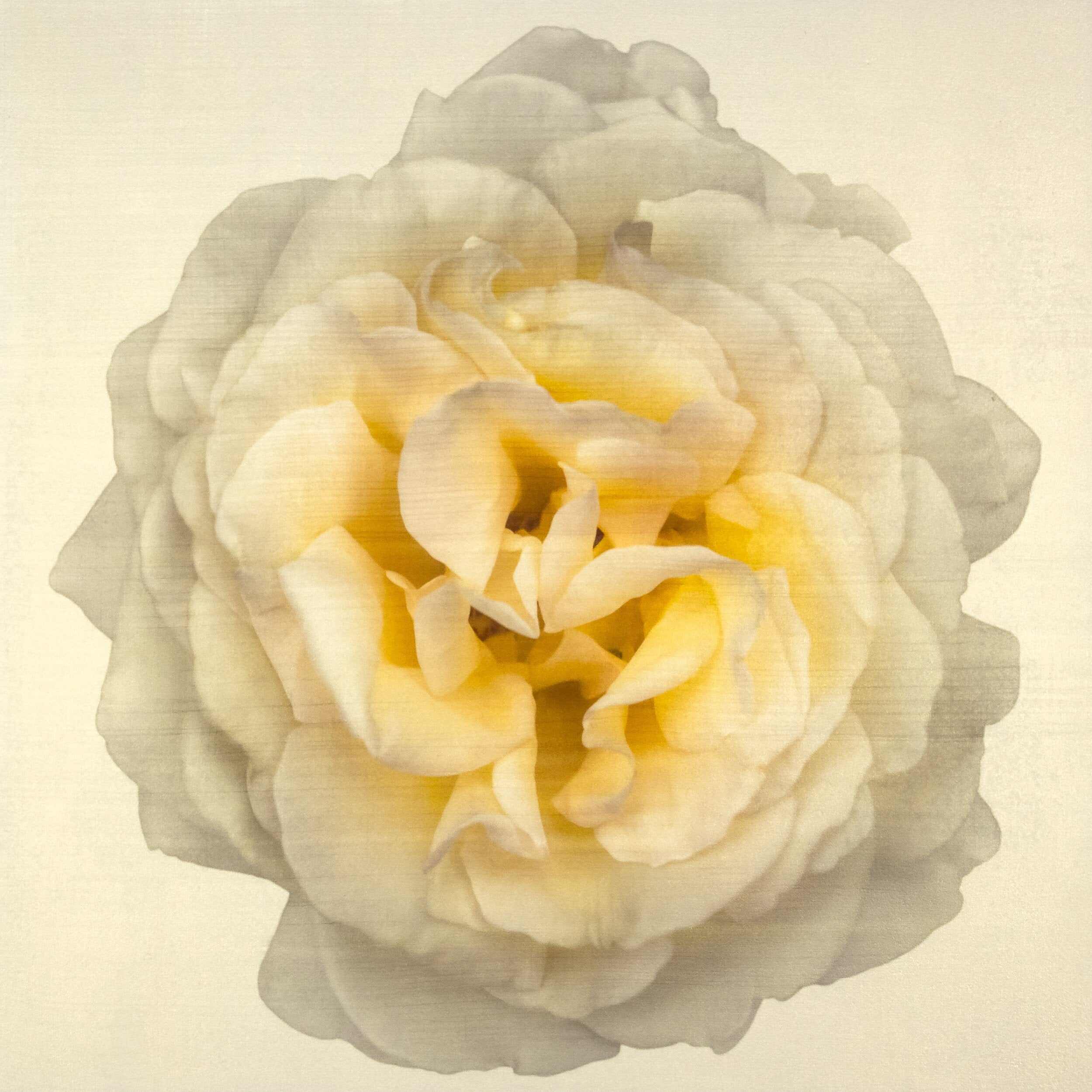 Fine-art-flower-yellow-rose-orginal-emulsion-print-jamie-buzil