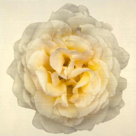 Fine-art-flower-yellow-rose-orginal-emulsion-print-jamie-buzil