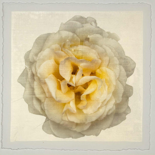 Yellow rose emulsion lift fine art print with gold iridescent background