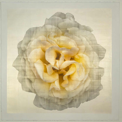 Fine-art-flower-yellow-rose-orginal-emulsion-print-jamie-buzil
