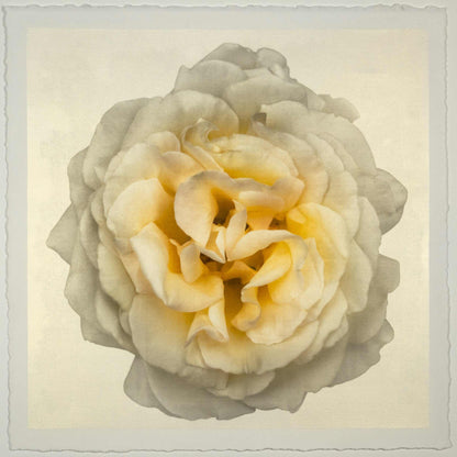 Fine-art-flower-yellow-rose-orginal-emulsion-print-jamie-buzil
