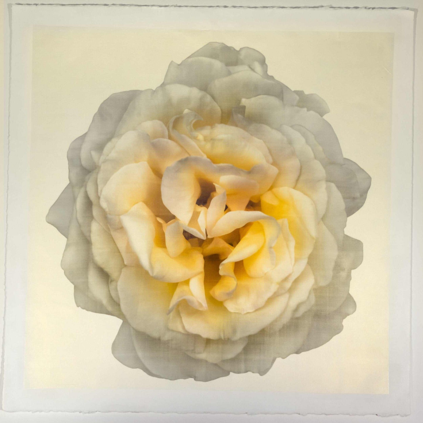 Fine-art-flower-yellow-rose-orginal-emulsion-print-jamie-buzil