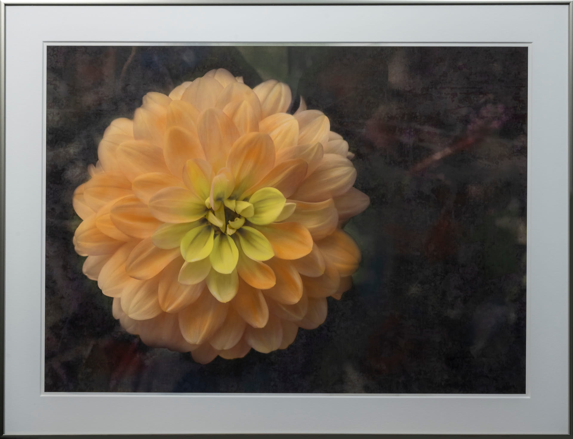 Sunshine Dahlia | Hand-Colored Fine Art Flower Print
