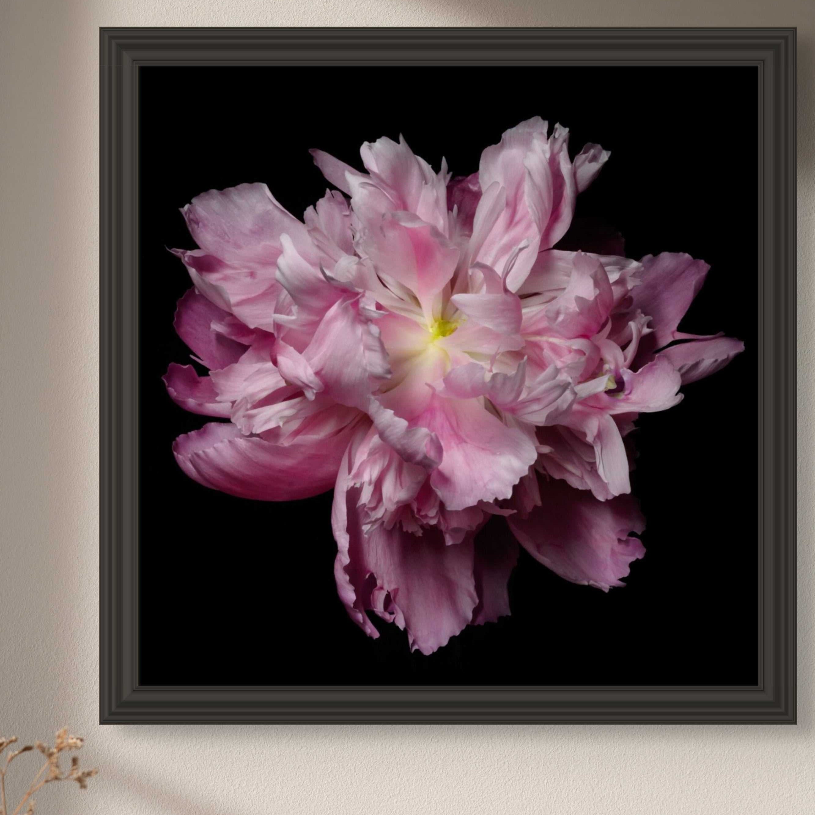 Pink Peony floral print featuring a layered pink bloom with ruffled petals on a black background in a dark frame.