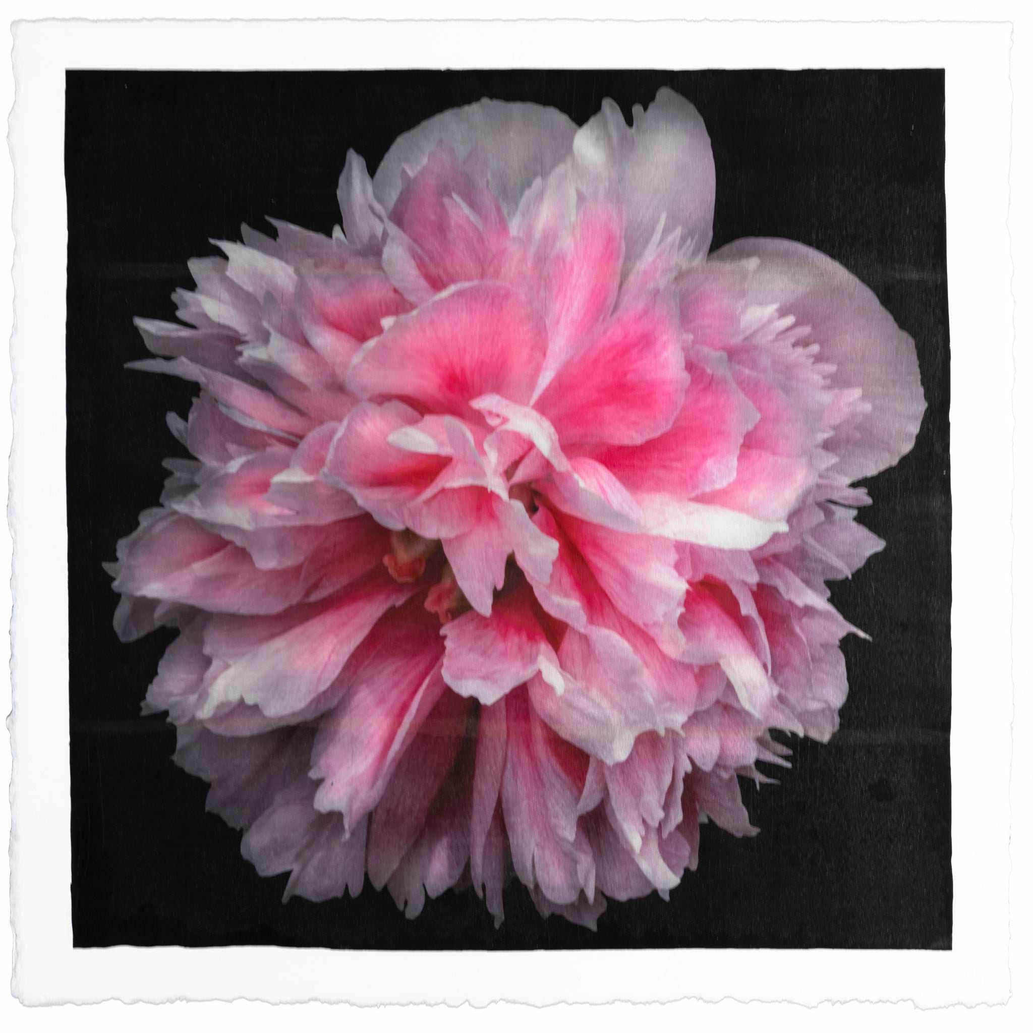 Pink peony fine art emulsion lift print on cotton paper with pearl iridescence