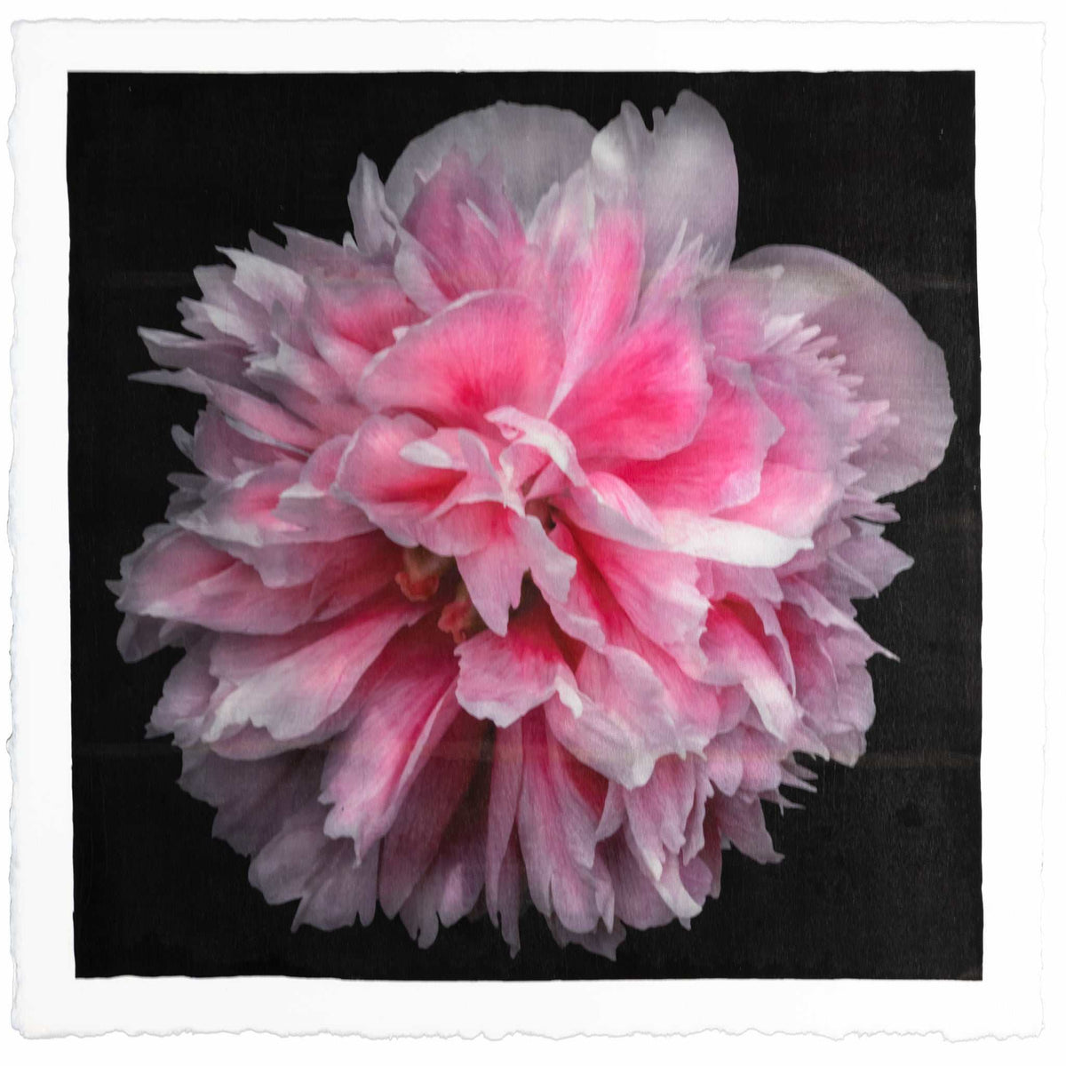 Pink peony fine art emulsion lift print on cotton paper with pearl iridescence