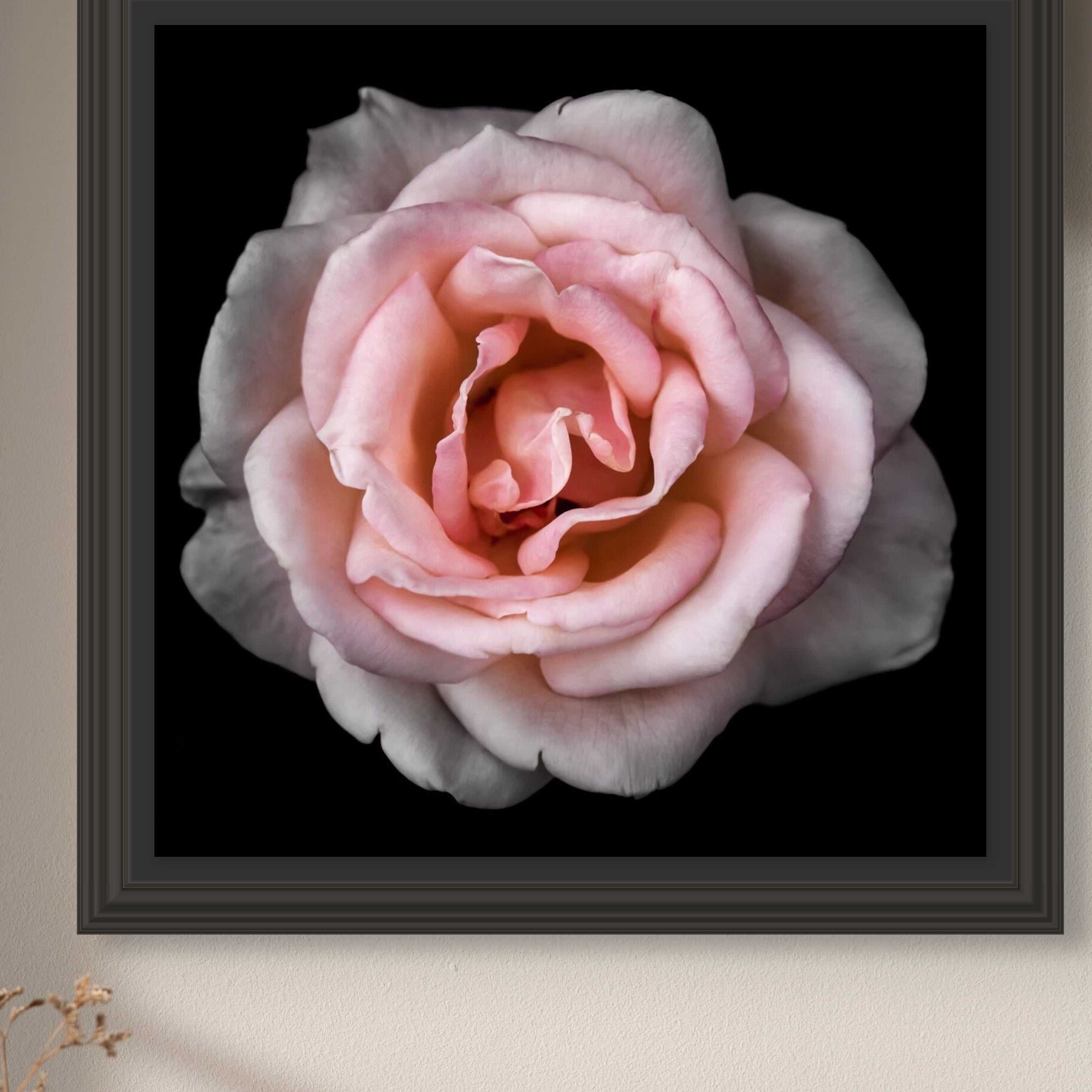 Pink Rose botanical photo print with soft pink layered petals, centered against a solid black background in a dark frame.