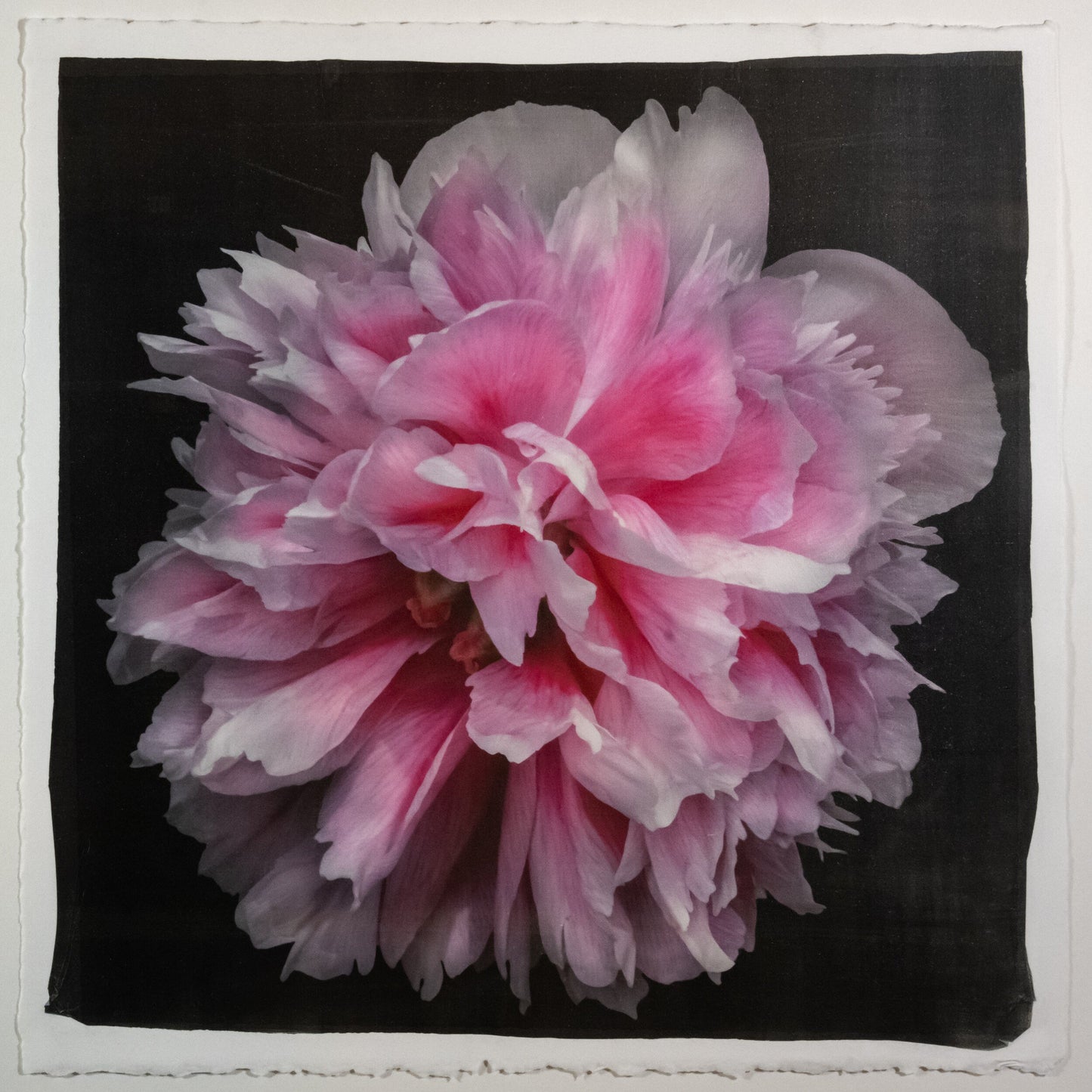 print of huge double tree peony in prime bloom with swirl petals colored from a deep magenta center to white tips at the edge 12” square on deckled edge print cotton paper. black background, wall art.