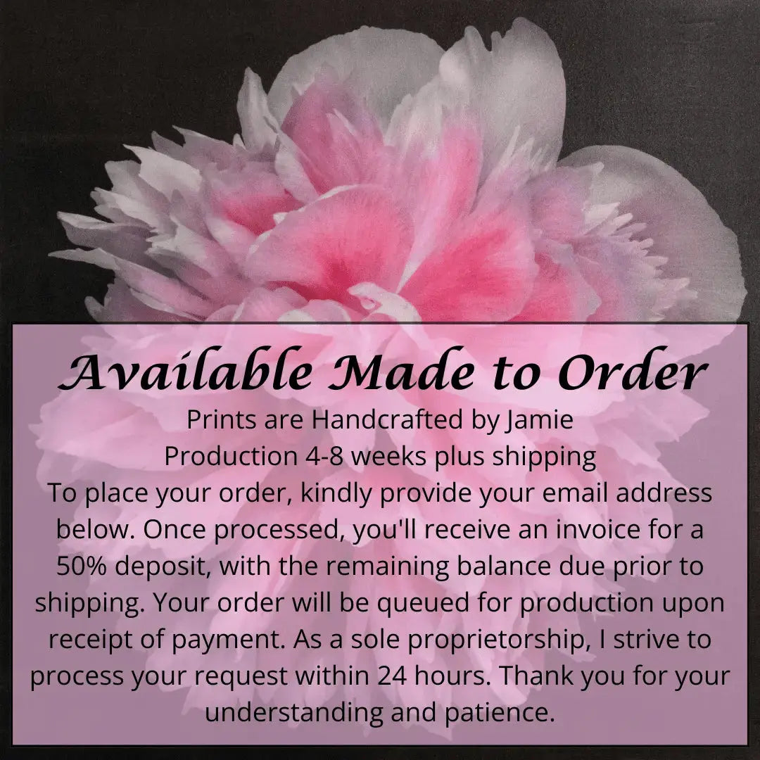 flower photograph print of huge double tree pink peony in prime bloom with swirl petals colored from a deep magenta center to white tips at the edge. Centered in Square mode, black background, wall art.