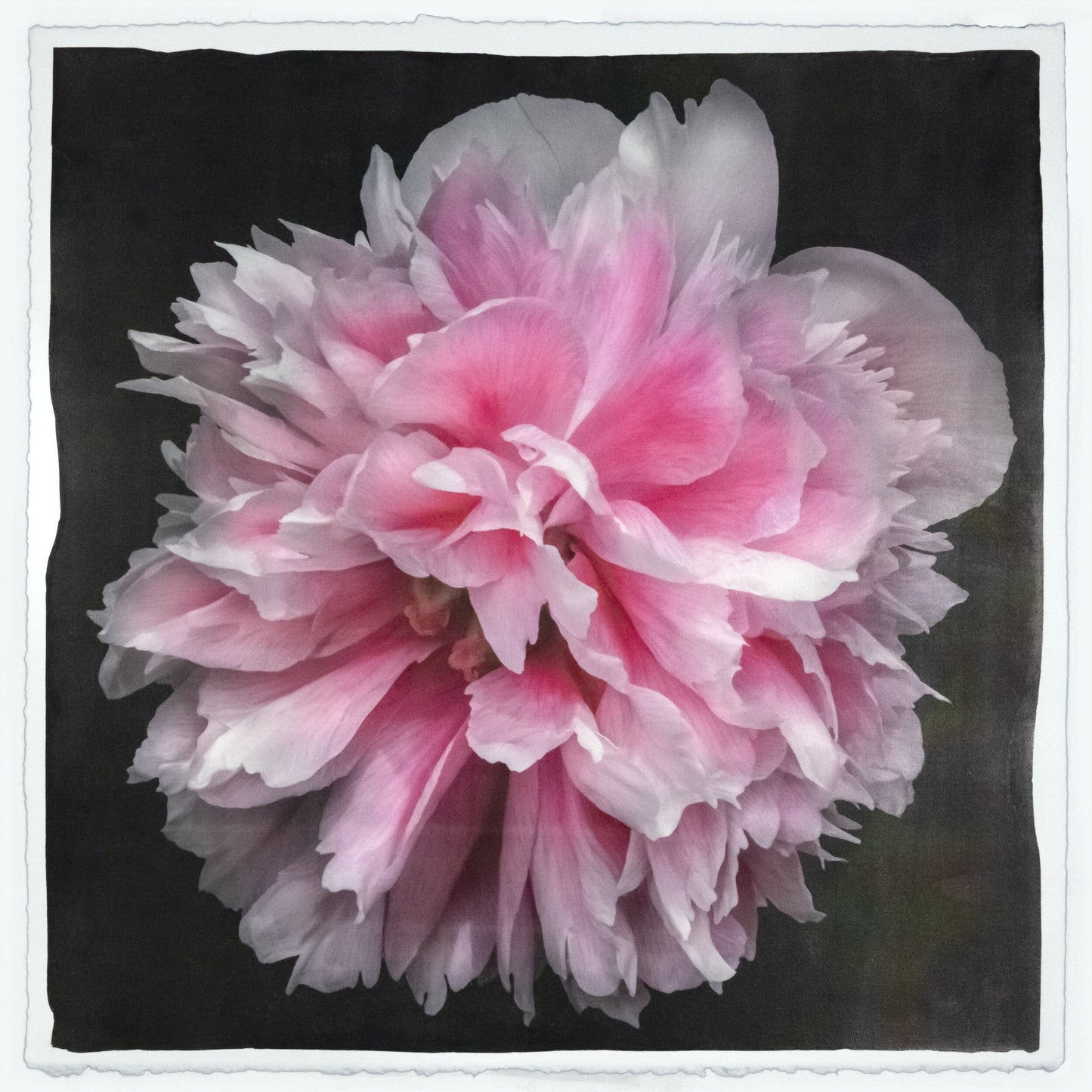 print of huge pink double tree peony in prime bloom with swirl petals colored from a deep magenta center to white tips at the edge 8” square deckled edge cotton paper. black background, wall art.