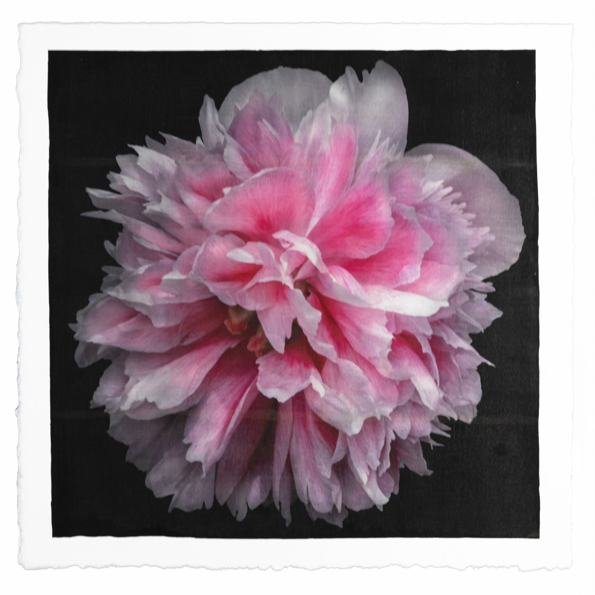 print of huge pink double tree peony in prime bloom with swirl petals colored from a deep magenta center to white tips at the edge 8” square deckled edge cotton paper. black background, wall art.