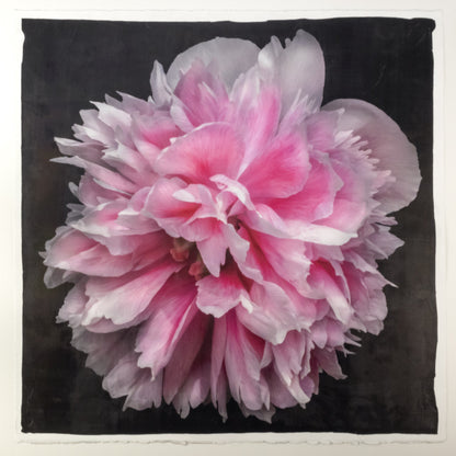 print of huge double tree peony in prime bloom with swirl petals colored from a deep magenta center to white tips at the edge 12” square on deckled edge print cotton paper. black background, wall art.