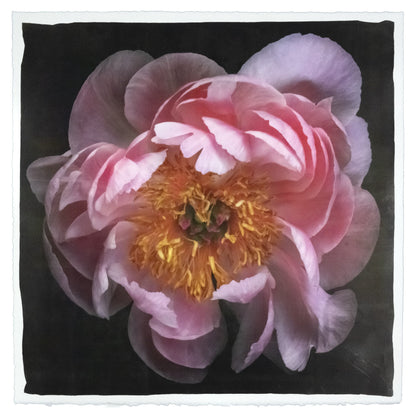 print of pink double blooming peony dark coral center with round fluttering petals fading to pale pink, large yellow stamen center 8” square on cotton paper. centered on black background, wall art