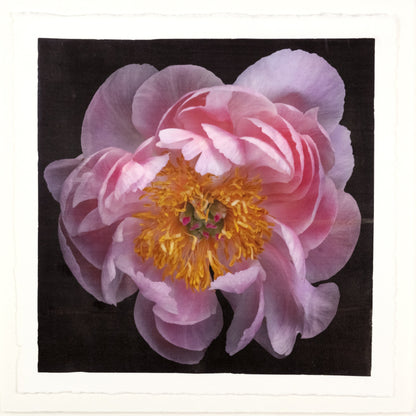 print of pink double blooming peony dark coral center with round fluttering petals fading to pale pink, large yellow stamen center 8” square on cotton paper. centered on black background, wall art.