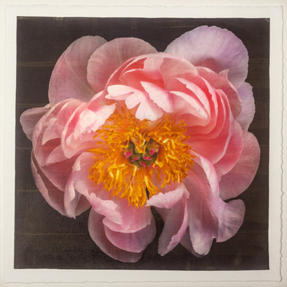 print of pink double blooming peony dark coral center with round fluttering petals fading to pale pink, large yellow stamen center 8” square on cotton paper. centered on black background, wall art.