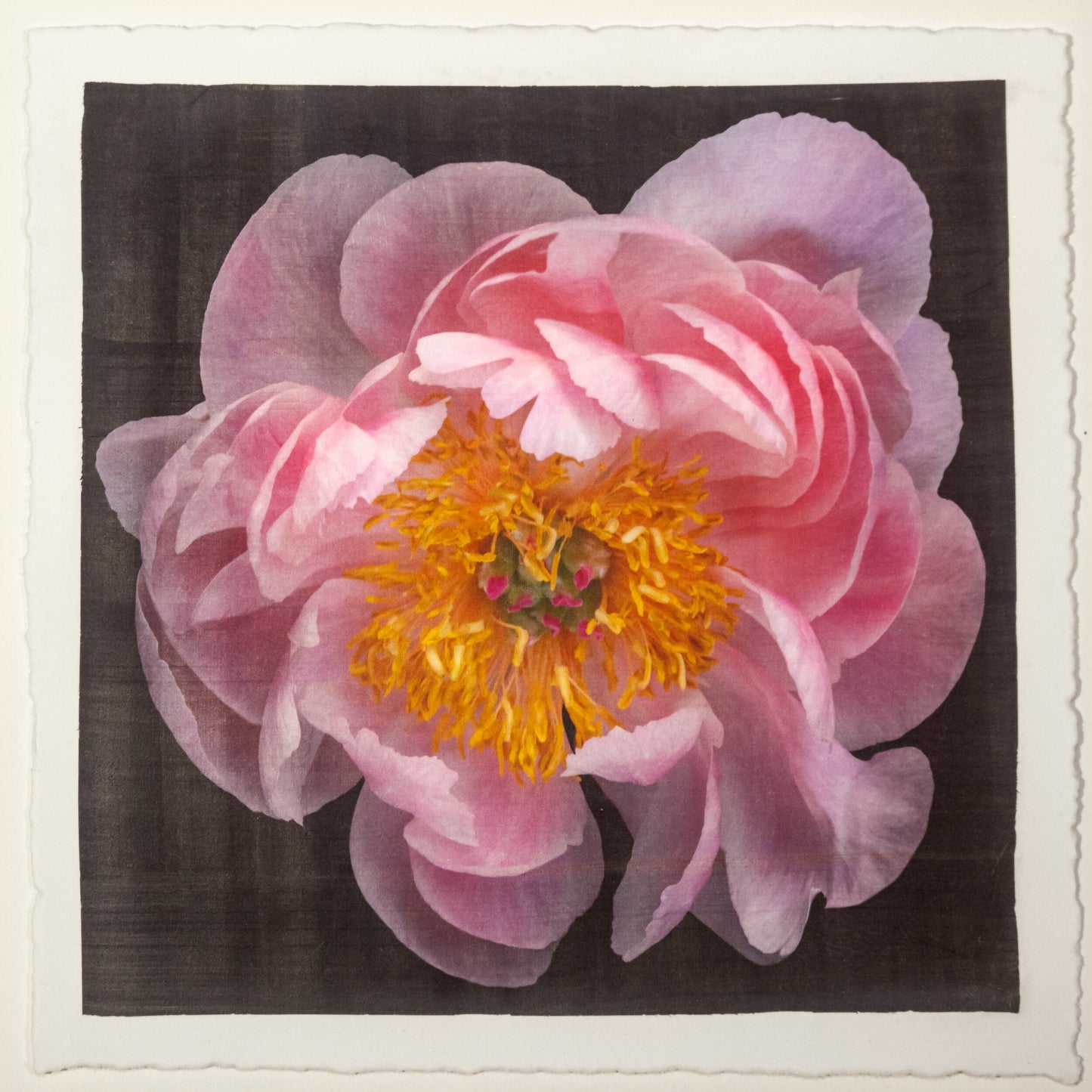 print of pink double blooming peony dark coral center with round fluttering petals fading to pale pink, large yellow stamen center 12” square on cotton paper. centered on black background, wall art.