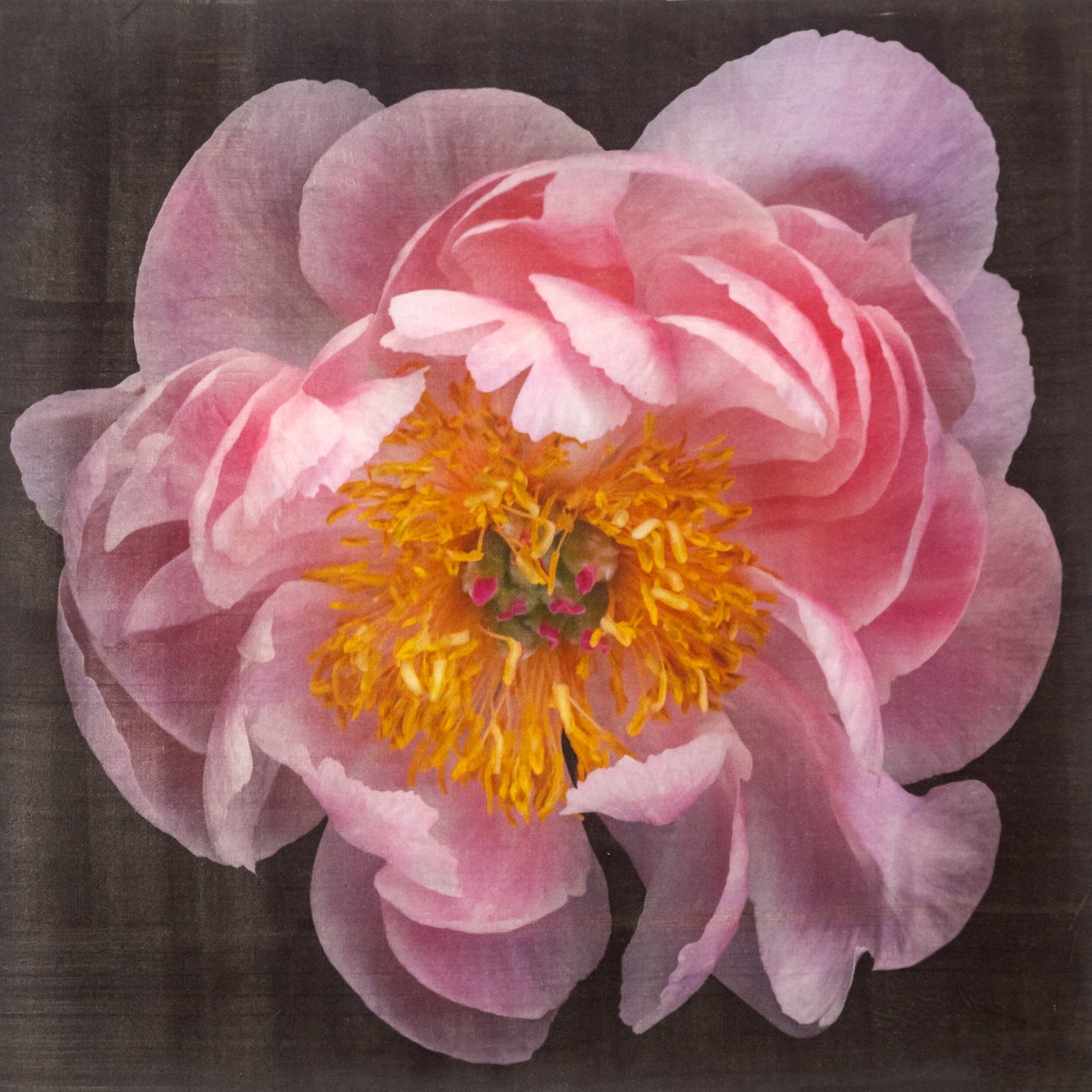 print of pink double blooming peony dark coral center with round fluttering petals that fade to pale pink, large yellow stamen center. Centered in Square mode, black background, wall art