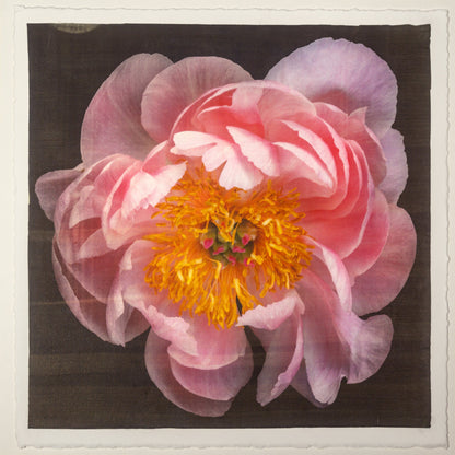 print of pink double blooming peony dark coral center with round fluttering petals fading to pale pink, large yellow stamen center 12” square on cotton paper. centered on black background, wall art.