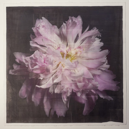 print of pink magenta double blooming peony at peak bloom, delicate fluttering petals of white and magenta with a yellow center 20” square on cotton paper. centered on black background, wall art.