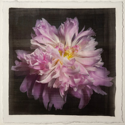 print of pink magenta double blooming peony at peak bloom, delicate fluttering petals of white and magenta with a yellow center 8” square on cotton paper. centered on black background, wall art.