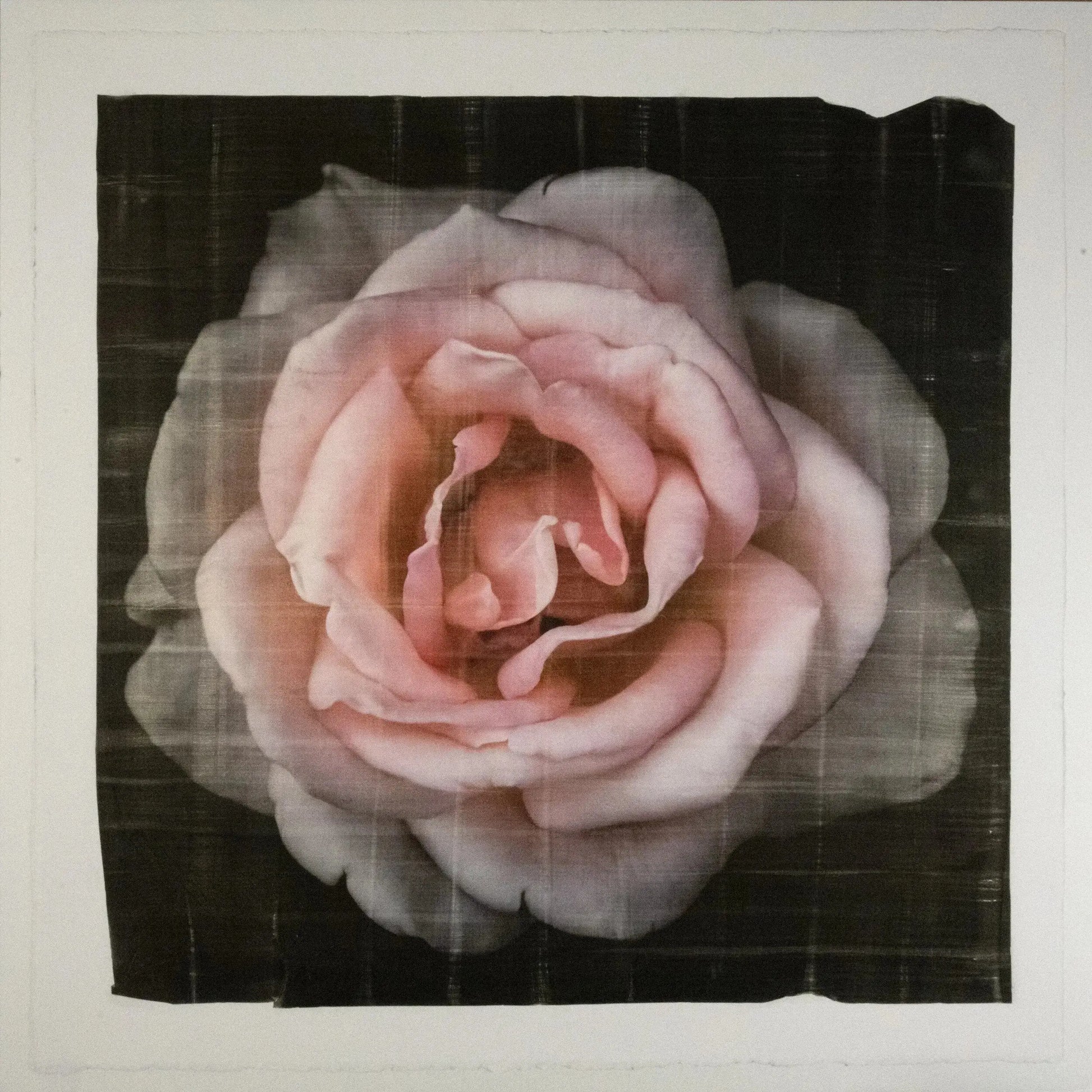 Pink Rose fine art handmade flower print with pale pink double blooming reflex petals curling outwards centered in Square mode, black background, wall art