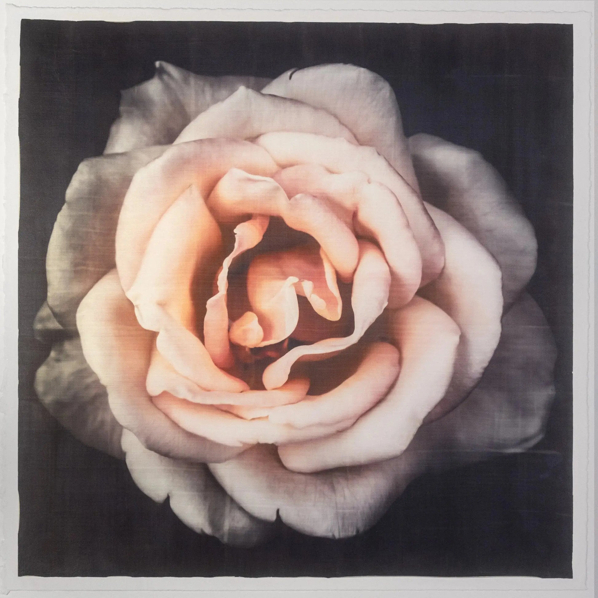 Pink Rose fine art handmade flower print with pale pink double blooming reflex petals curling outwards centered in Square mode, black background, wall art